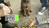 广西南宁：狗子烤火打盹，像极了我上班的样子
