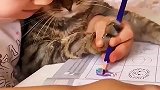 猫咪帮忙写作业