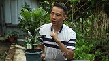喜欢我养的琴叶榕？简单3招，也能让你拥有一样好的琴叶榕