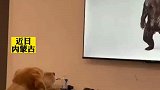 狗子陪主人一起看电视，看见熊走进卧室
