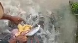 这抓鱼太爽了，直接挑着个头大的抓