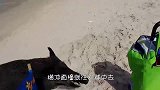 一群野猪封锁了马路，突然一辆汽车驶来，搞笑的事情发生了
