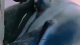 感人！一群海豚搁浅了