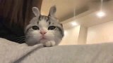 铲屎官：可爱猫咪撸着撸着就变成小兔几