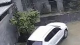 男孩被疯牛挑飞甩进车底，连连道歉求饶疯牛 男孩 道歉