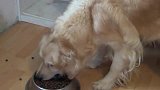 护食的金毛咧牙怒怼主人,是我的拖鞋不好使了还是你飘了！