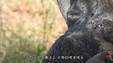 猫鼬全体出动围攻疣猪，疣猪看到后却直接躺地上，任由猫鼬作践！