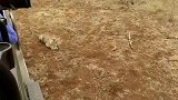 一头花豹捕捉一只胡狼，一心只狩猎，完全忽视路人的围观