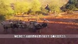 羚羊刚上岸，就中了野犬的埋伏，一场恶战后羚羊只能被分食