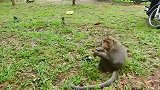 猴子小罗拉历险记