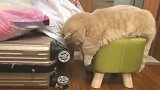 橘猫：我出拳的速度比马保国快！