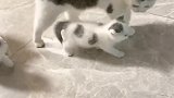 猫妈快给我回家，今天不许在外面玩儿了！
