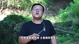 湘西名菜“土匪猪肝”的家常做法，猪肝嫩而不腥，开胃下饭
