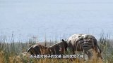 狮子从背后偷袭斑马，以为手到擒来！下一秒差点被斑马摔成脑震荡