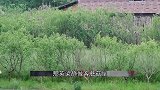 那英初到蘑菇屋遭冷眼，张艺兴更是一脸不屑，原来得罪人了