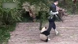 饲养员发现少了一只熊猫，抬头看了眼双腿直发抖：我的亲娘哎