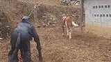 男子假扮牛，没想到把真牛吓跑了