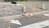 男子打扰狗狗睡觉，十天后再相遇狗狗以礼相待