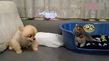 为什么狗狗总是怕猫咪呢，狗狗惹不起惹不起！心疼狗狗三秒钟