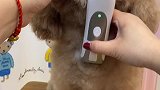 家庭版狗子剃毛方法分享给大家，是不是很简单