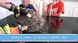 驴和斑马在一块喂养，斑马生下的孩子，看到后让人傻眼