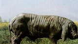 世界上最大的猪，体型堪比一头牛，打起架来恐怕不虚老虎！