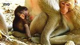 小猴子很伤心了，因为坏猴子多莉阻止它喝奶！