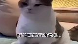 猫咪：我做错了什么为什么受伤的总是我！