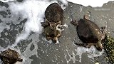致命寒潮侵袭美国得州 上千只海龟被“冻晕”