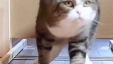 猫咪：我没有你们说的胖，看这样的门缝我也能钻进来