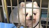 准研究生虐狗事件校方介入 狗主人回应“一条狗毁掉一个研究生”