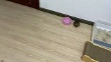 小橘猫做了坏事被关禁闭，嘴里还没闲着，骂骂咧咧居然没停！