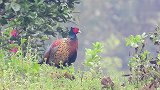 胡豆地里的公野鸡和母野鸡，难得拍到，大自然好听的鸟叫声
