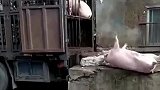 猪我宁愿“摔死”，也不愿待在屠宰场的专车上，有志气！