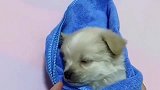 主人一帮小奶狗包上毯子，小奶狗立马闭上眼睛，秒睡