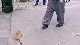 猴子骑单车
