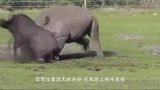 3头狮子围攻犀牛，不料犀牛脾气上来，接下来狮子惨了！