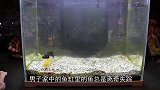 鱼缸的鱼离奇失踪，检查鱼缸时发现猫腻，缸底米多的长虫正是真凶