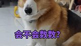 柯基：我两到底谁是狗？你们喜不喜欢小动物呢？快告诉我吧