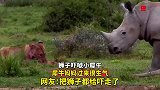 狮子吓唬小犀牛，犀牛妈妈过来很生气，把狮子都给吓走了