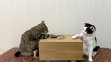 主人把棋子放桌上，猫咪看不顺眼偷偷的往桌下推，有强迫症吗