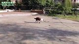 起早又开始遛狗了，昨天教它一个技能，给大家看看能做到不