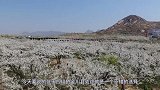 四川最唯美景点，梨花长满漫山遍野，摄影师们纷至沓来