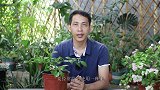 小苗的三角梅，换种方法养护，让它快速长成大苗