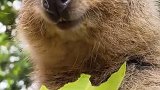 奇妙的动物 人与自然和谐共处 真香！这小袋熊 一片树叶吃出了满满的幸福感