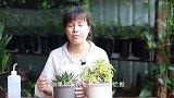 夏季给多肉浇水，犯了这个错误，整株挂掉