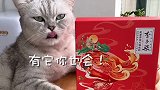 猫王做了什么料理？能让主人吃下3碗饭！太下饭了！会做饭的猫