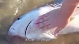 怀孕鲨鱼搁浅而死，男子在沙滩为其剖腹产，成功救出3条鲨鱼宝宝