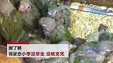 天津一男子出售41只家养鹦鹉获刑10年 儿子：这不是冤枉吗