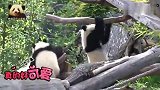熊猫宝宝梦圆在镜头前拼尽全力卖萌，小家伙可爱得让人移不开视线